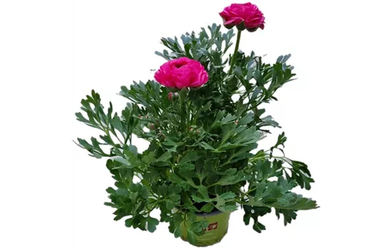Ranunculus asiaticus, rosa