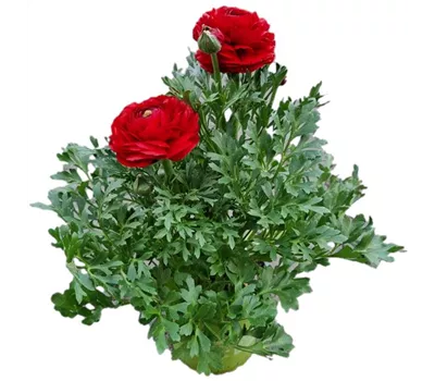 Ranunculus asiaticus, rot