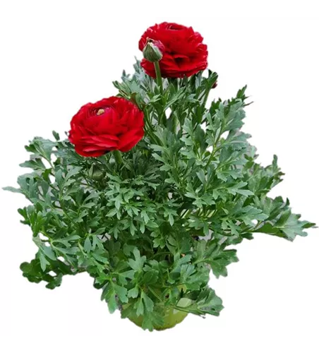 Ranunculus asiaticus, rot