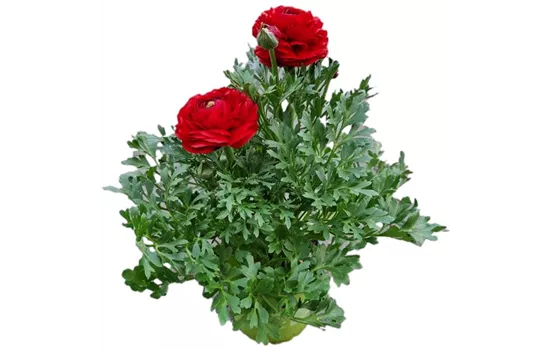 Ranunculus asiaticus, rot