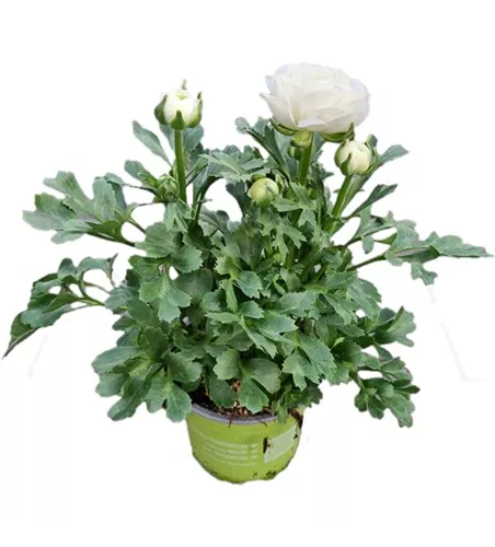Ranunculus asiaticus, weiß