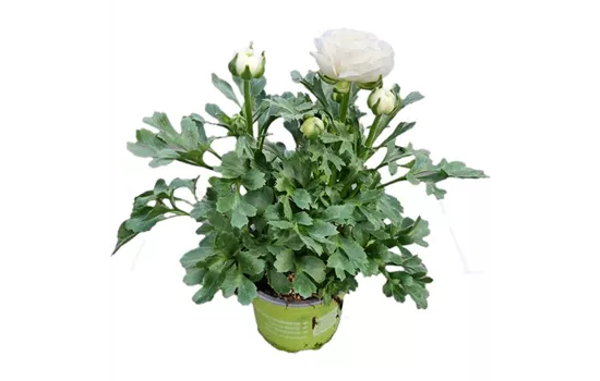 Ranunculus asiaticus, weiß