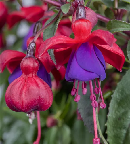 Fuchsia 'Bella Rosella'