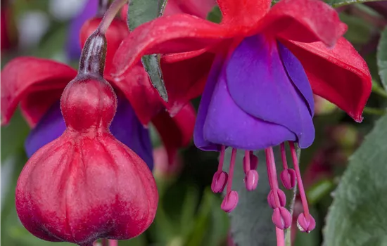 Fuchsia 'Bella Rosella'