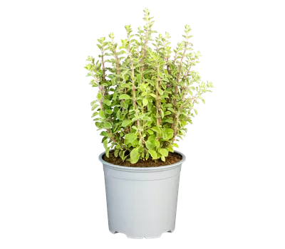 Origanum majorana