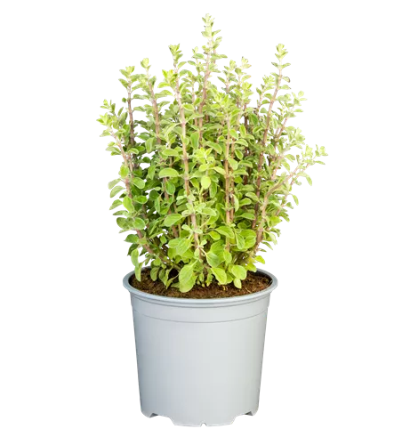 Origanum majorana