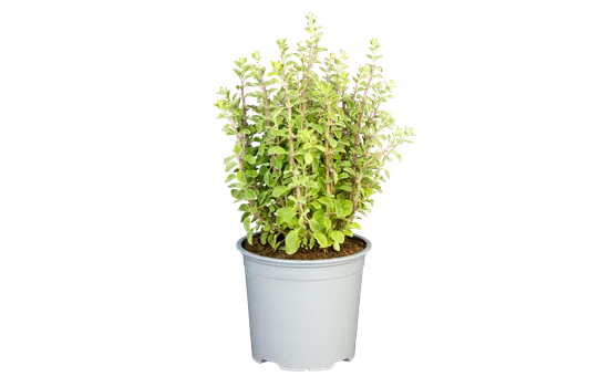 Origanum majorana