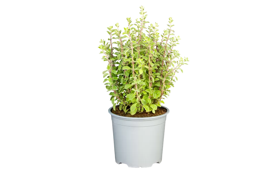 Origanum majorana