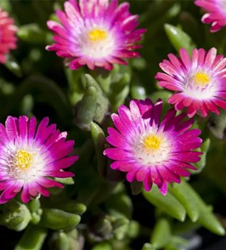 Delosperma cooperi