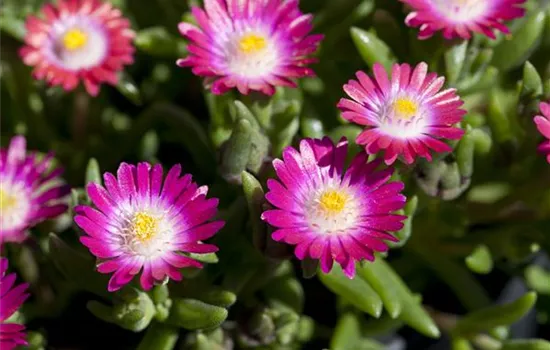 Delosperma cooperi