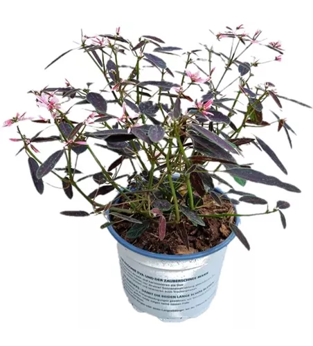 Euphorbia hyp. Shades in Pink