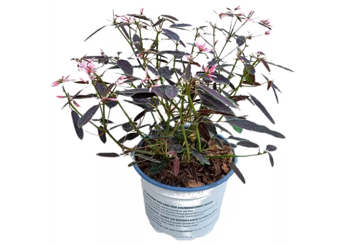Euphorbia hyp. Shades in Pink