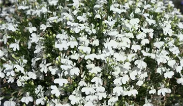 1A Garten Ammer
