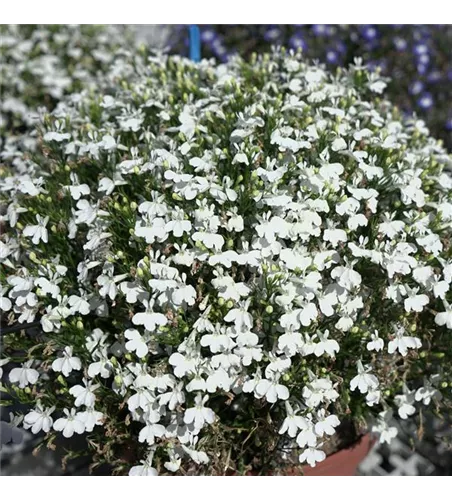 Lobelia Curacao Compact White
