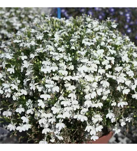 Lobelia Curacao Compact White