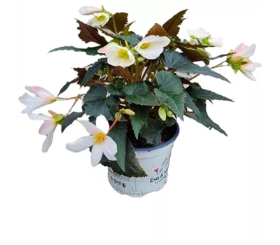 Begonia boliviensis ´Bicolor´