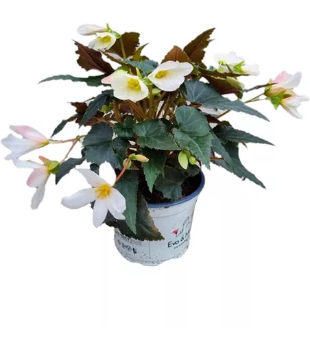 Begonia boliviensis ´Bicolor´
