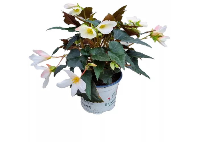 Begonia boliviensis ´Bicolor´