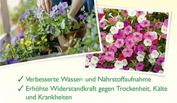 Bildvorschau