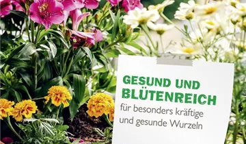 Bildvorschau