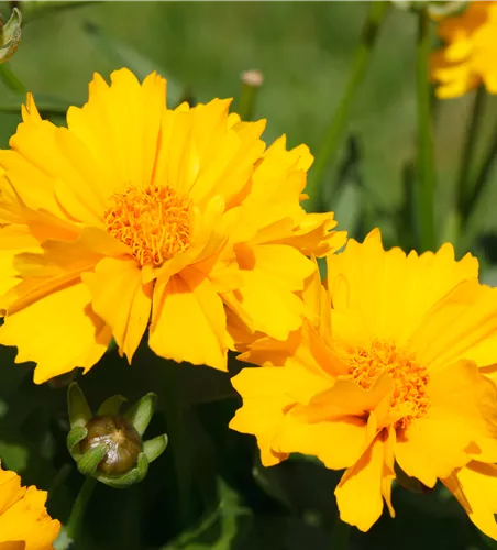 Coreopsis grandiflora 'Sunray'