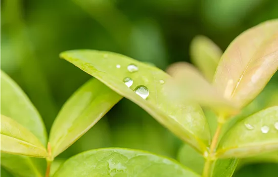 Hypericum calycinum