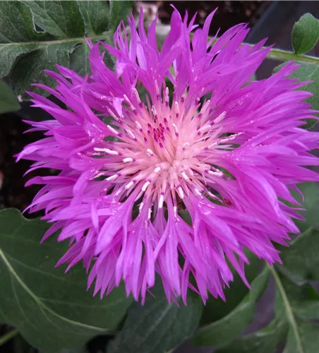 Centaurea dealbata