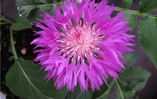 Centaurea dealbata