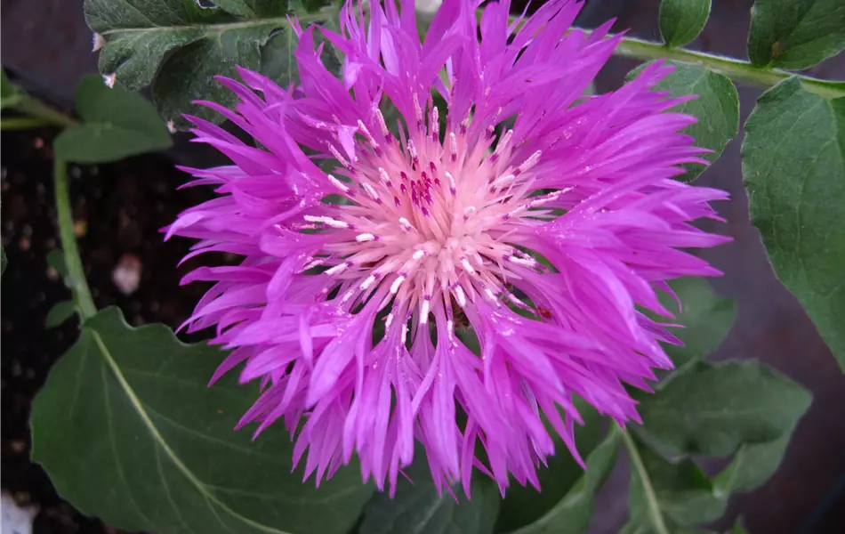 Centaurea dealbata