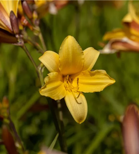 Hemerocallis middendorffii
