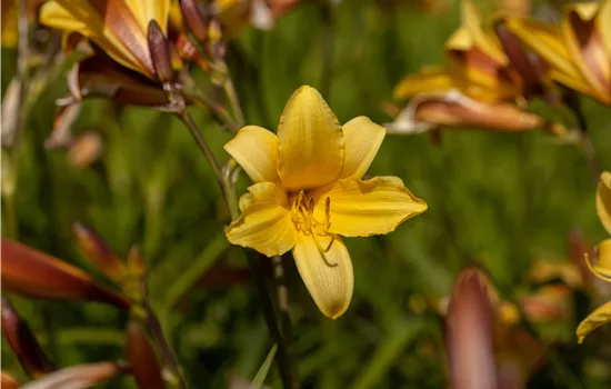 Hemerocallis middendorffii