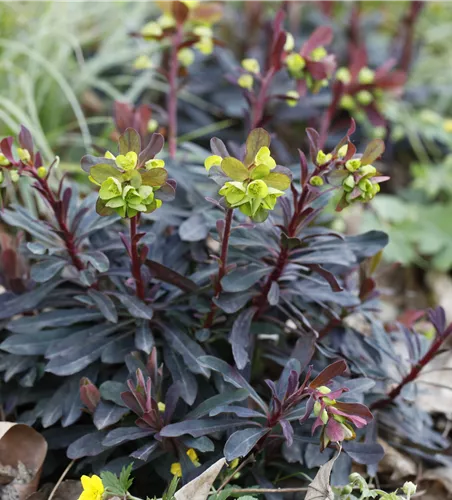 Euphorbia amygdaloides 'Purpurea'
