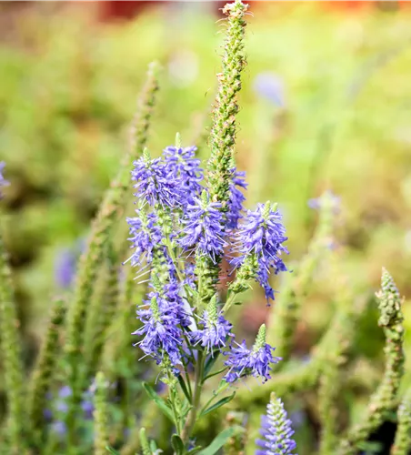 Veronica spicata 'Nana Blauteppich'