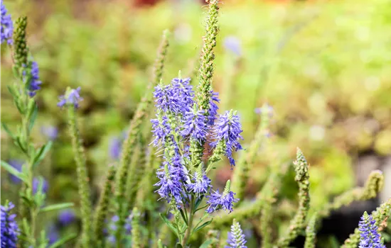 Veronica spicata 'Nana Blauteppich'