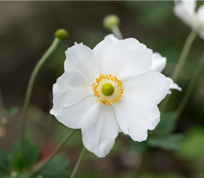 Anemone japonica 'Honorine Jobert'
