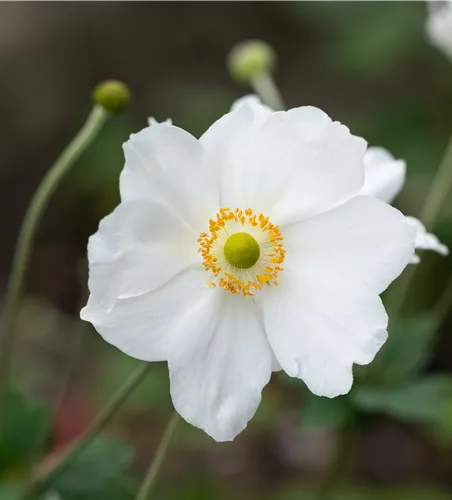 Anemone japonica 'Honorine Jobert'