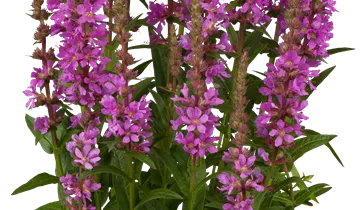 Bildvorschau