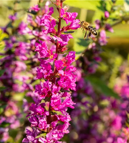 Lythrum salicaria 'Robin'