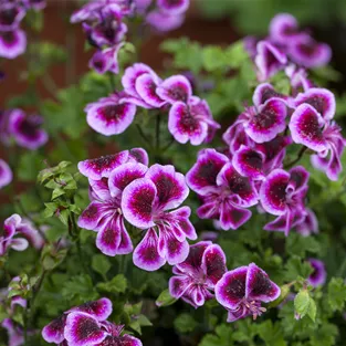 Pelargonium 'Angel Eyes'® Blueberry