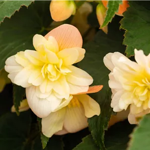 Begonia x tuberhybrida 'Riseup™ Sansibel Peach'