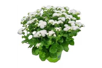 Ageratum houstonianum, weiß