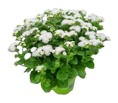 Ageratum houstonianum, weiß
