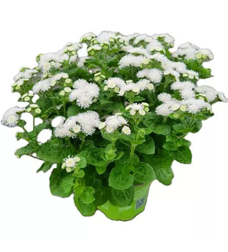 Ageratum houstonianum, weiß