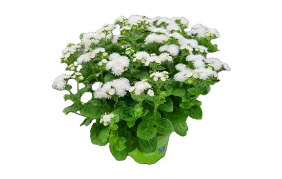 Ageratum houstonianum, weiß