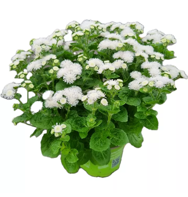 Weißer Leberbalsam