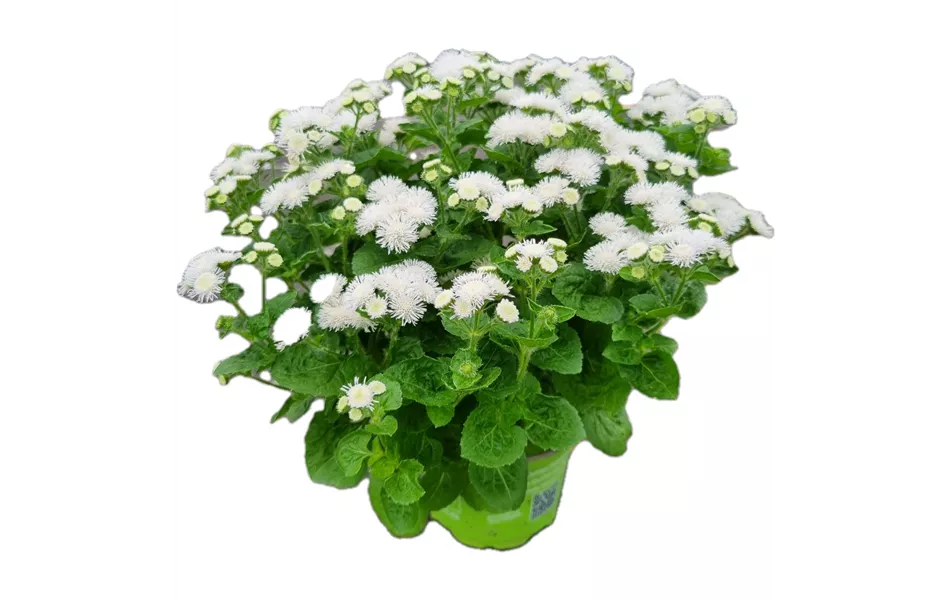 Ageratum houstonianum, weiß