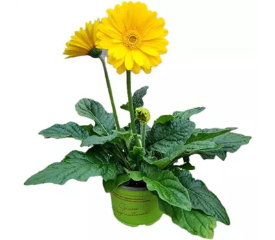 Gerbera 'Garvinea'® Gelb