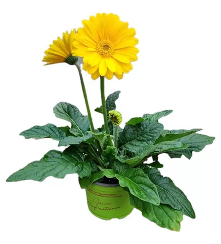 Gerbera 'Garvinea'® Gelb