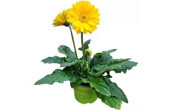 Gerbera 'Garvinea'® Gelb