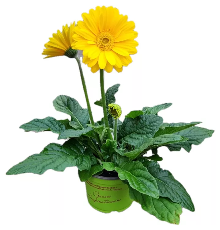 Gerbera Garvinea®